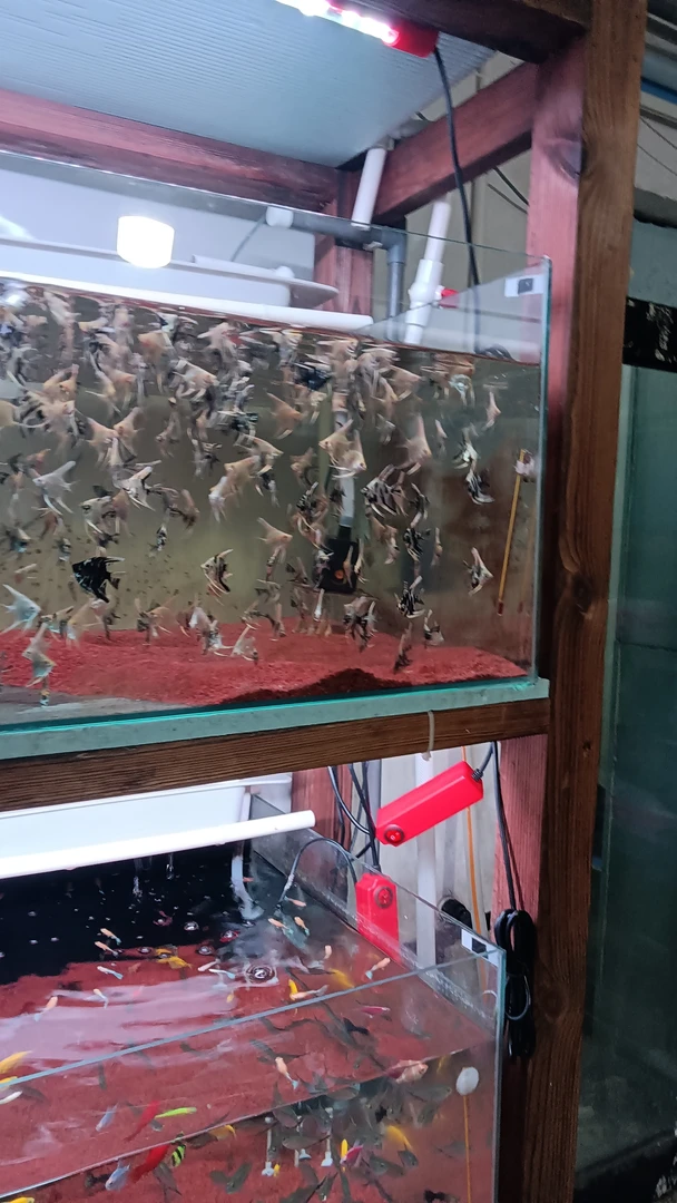 金鼎雪燕小型热带鱼