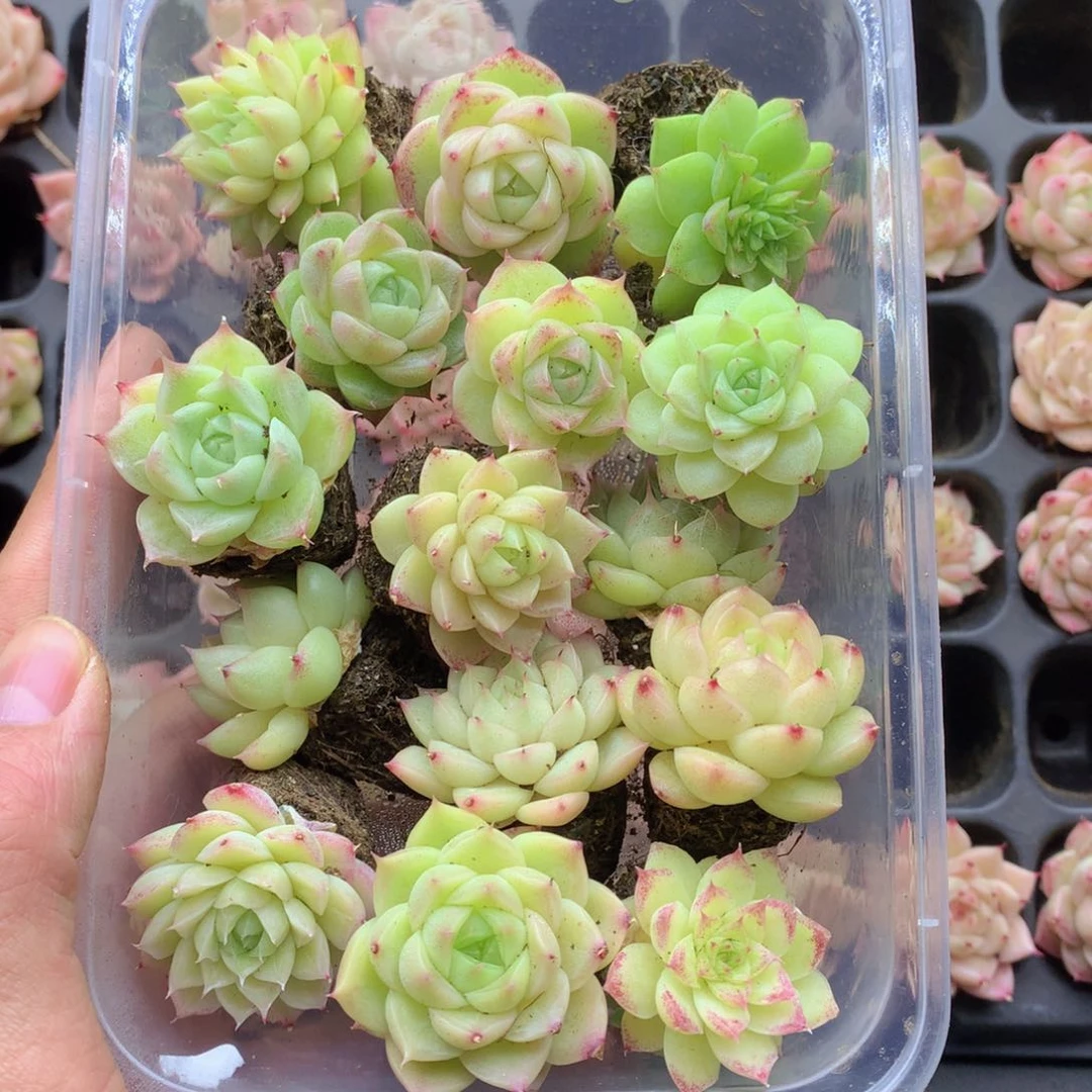 反反复复还是很开心的050