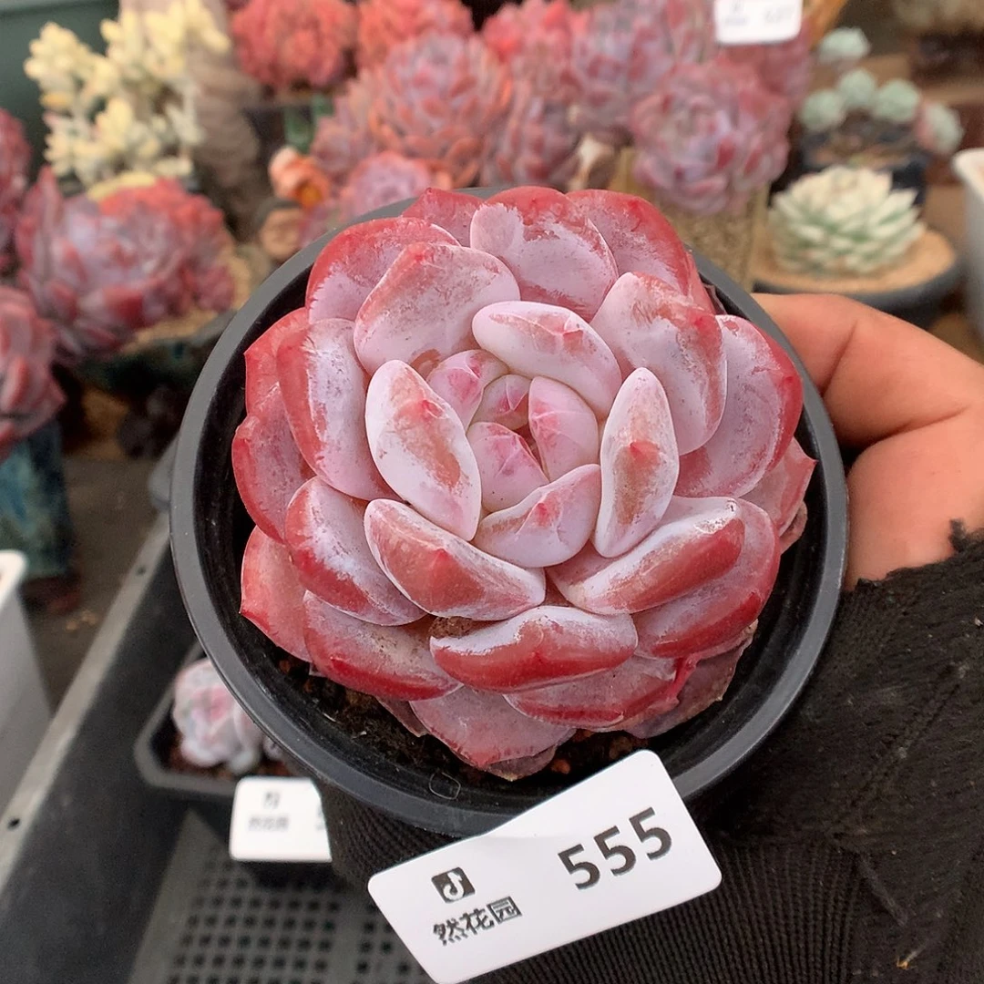 555粉星影多肉植物6666