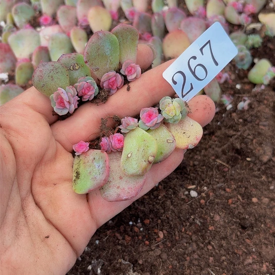 多肉植物多肉植物267