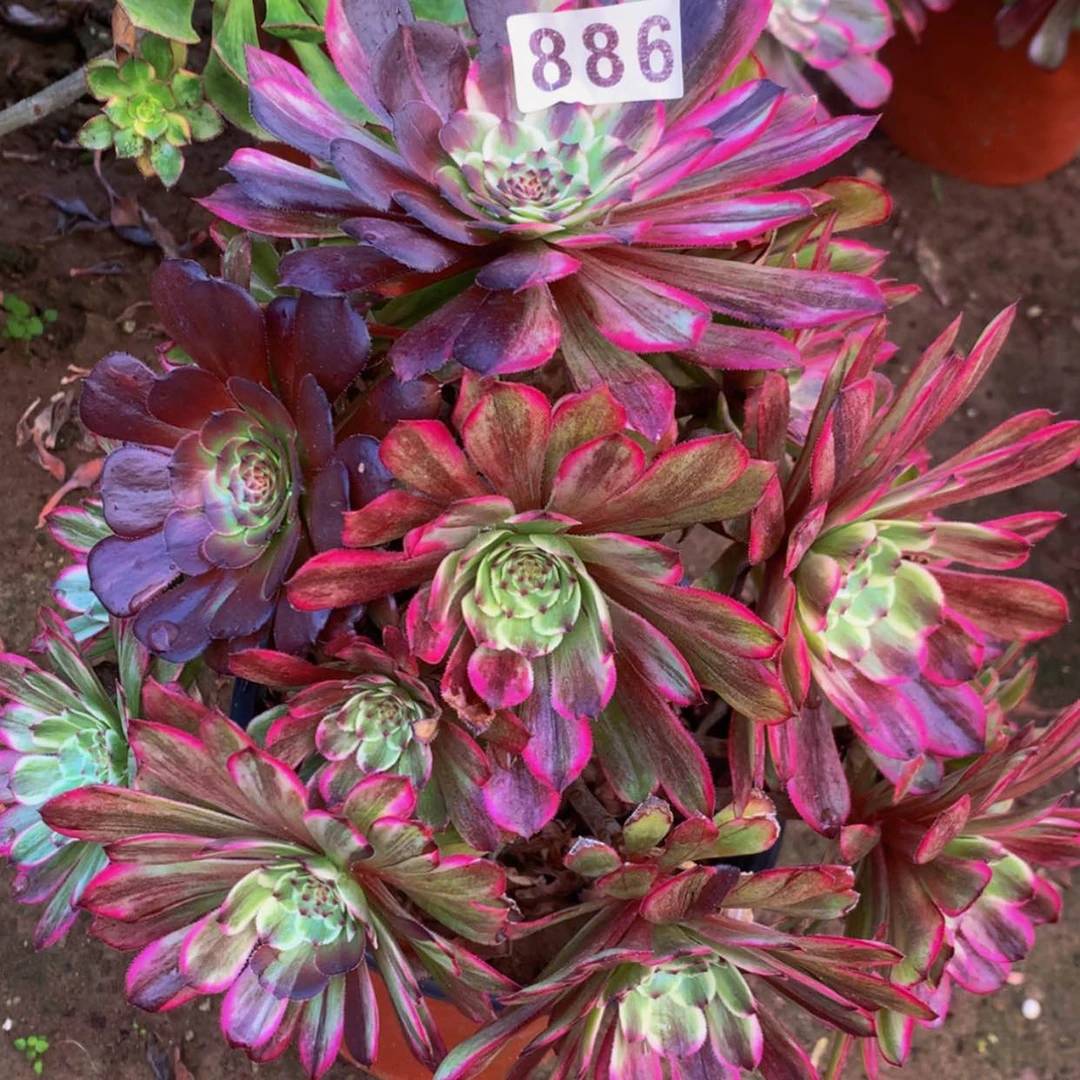 【闪购商品】886水墨多肉