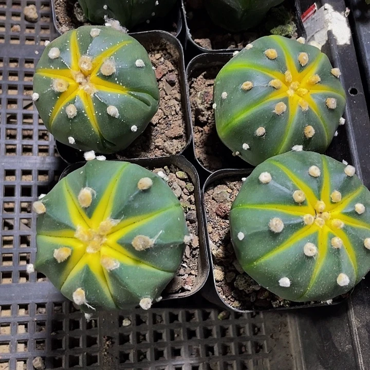 星兜锦带盆土发货