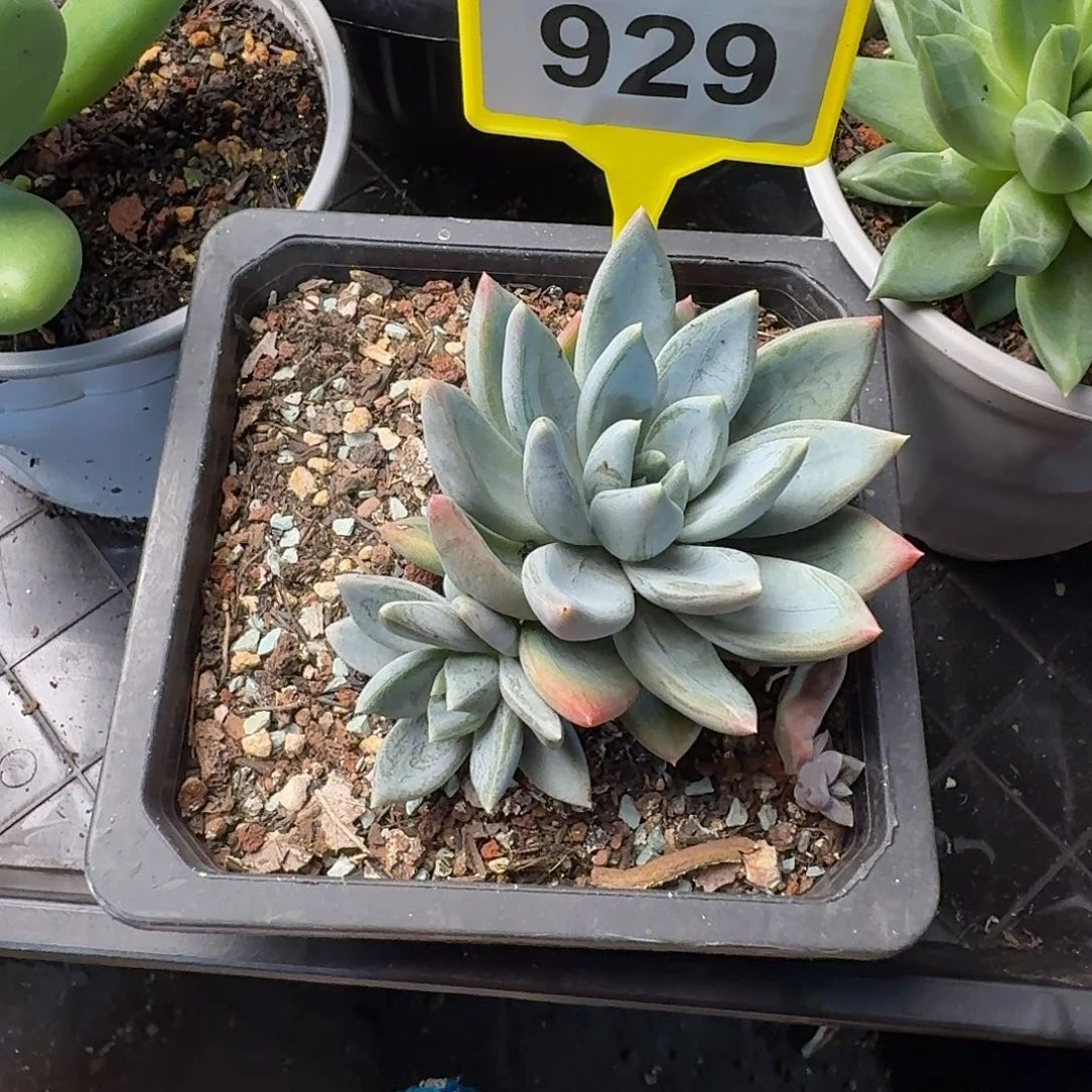 多肉植物红蛋群929