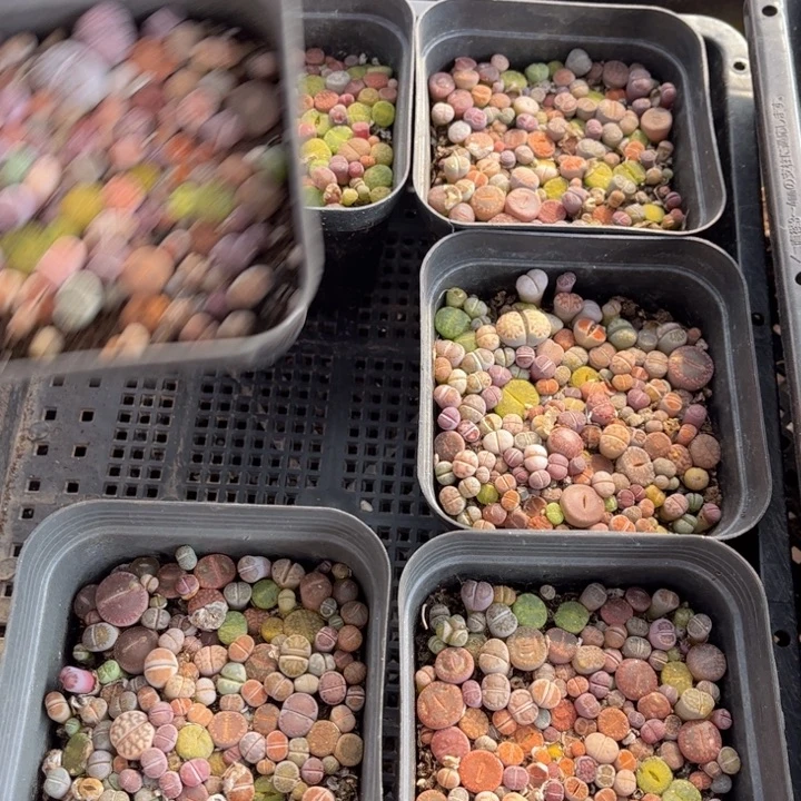 十方彩切88888888888