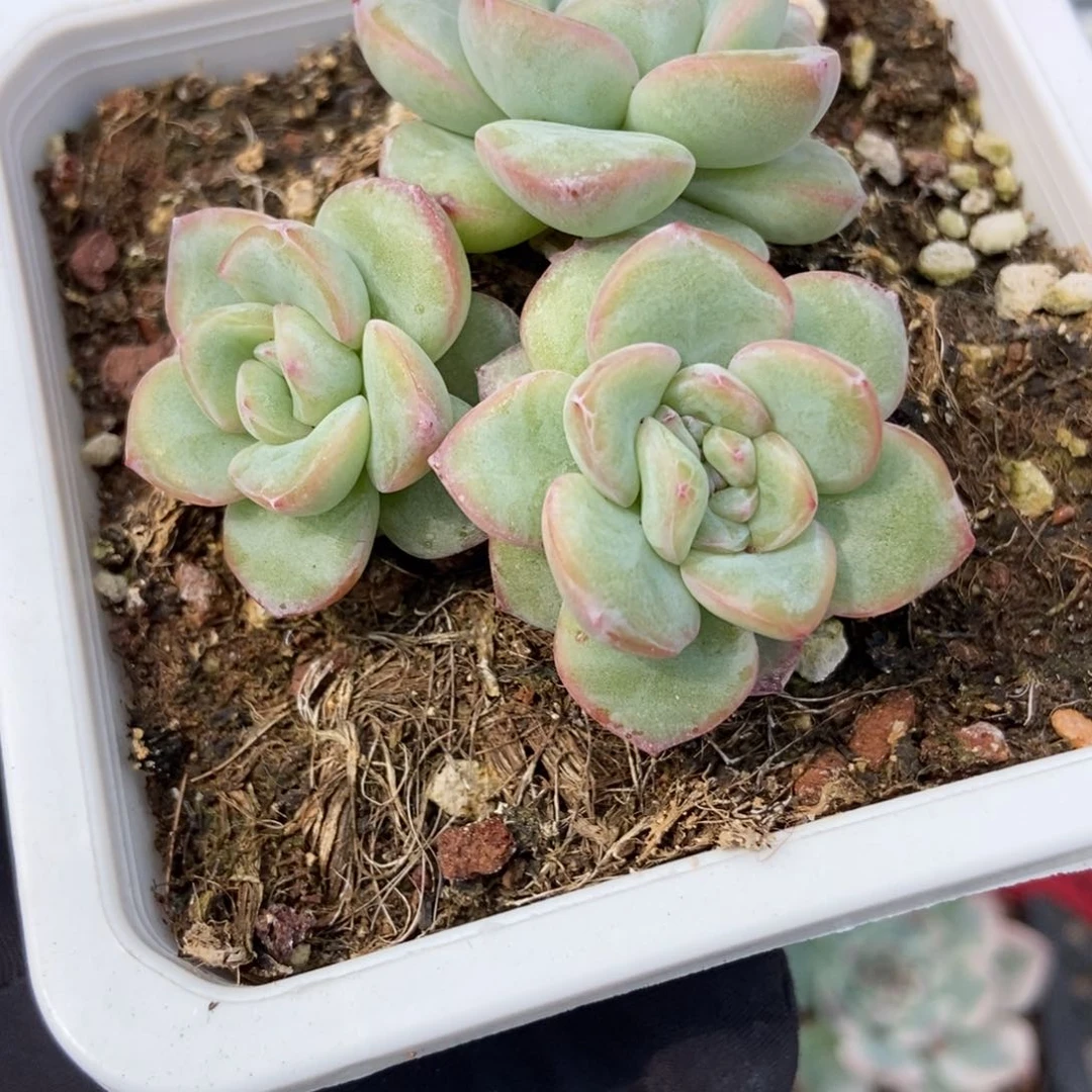 7101泡芙多肉植物保护