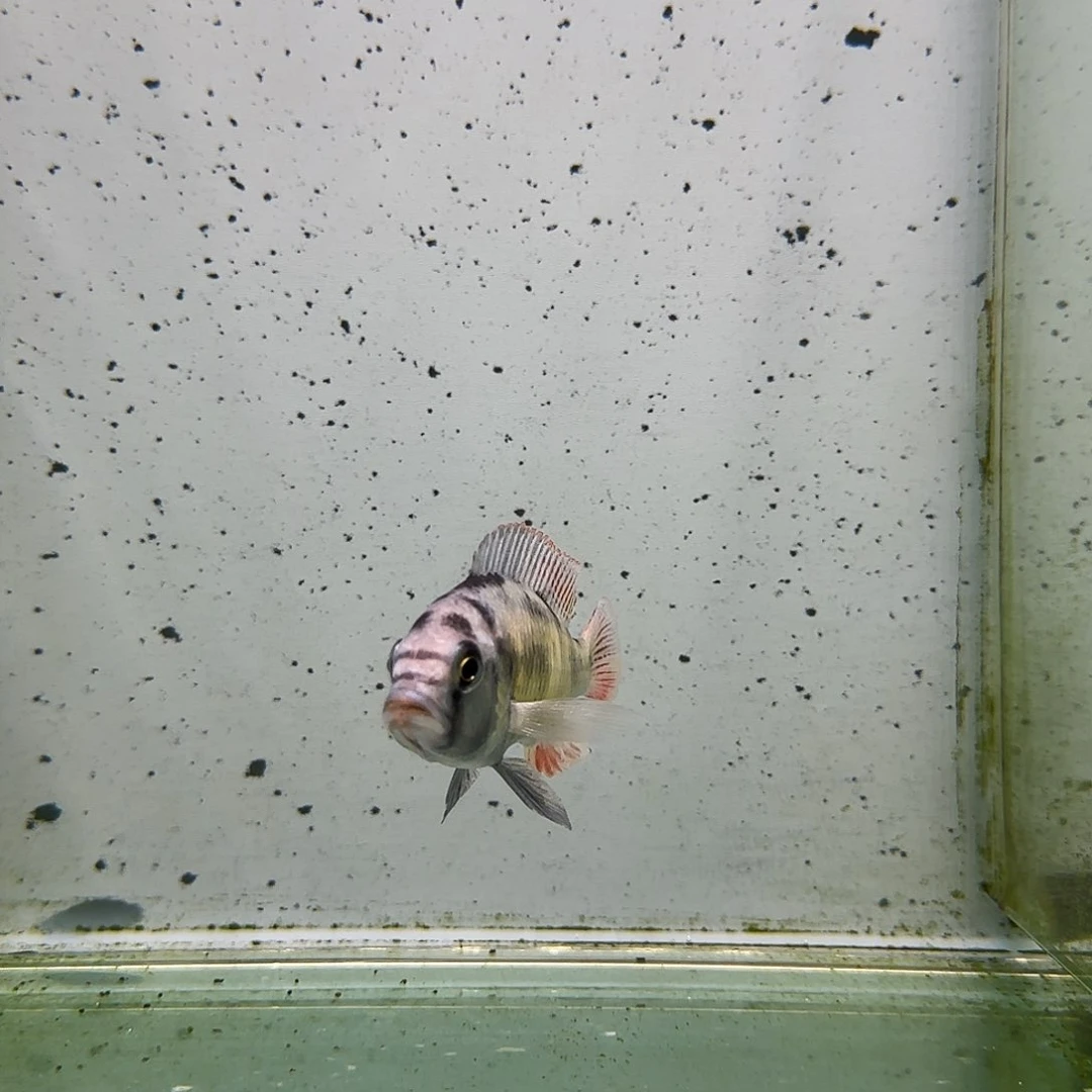 海水1175厚皮。