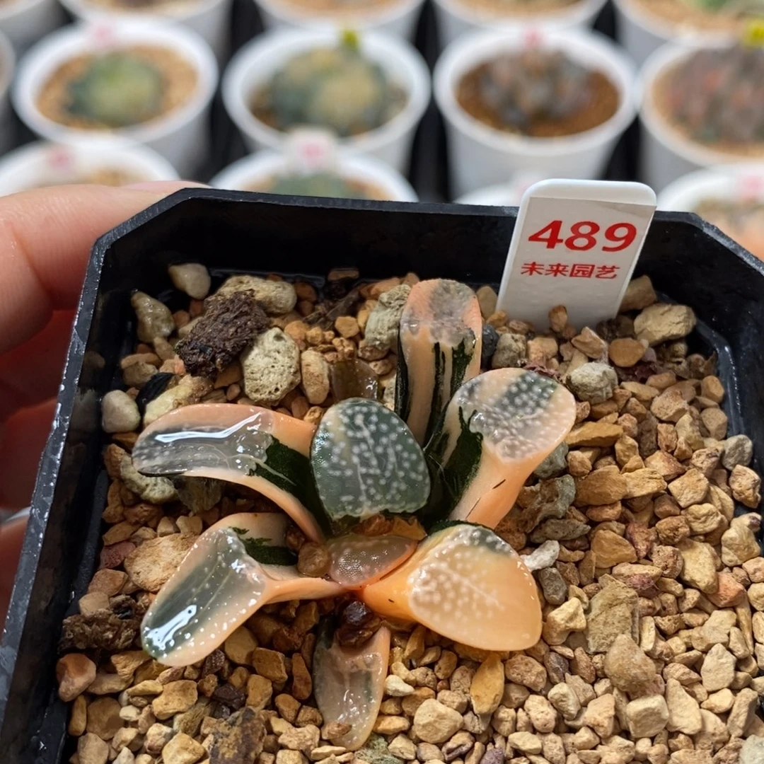 489点点寿锦一物一图