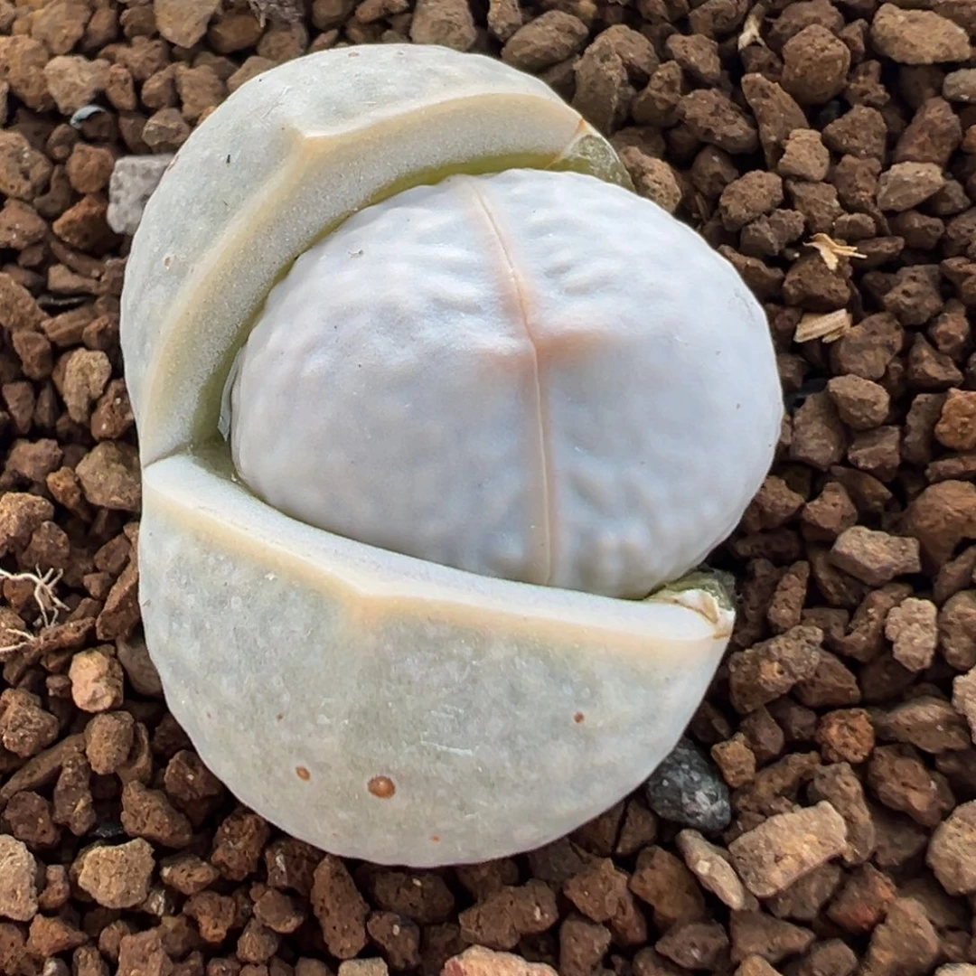 016多肉植物种类多样
