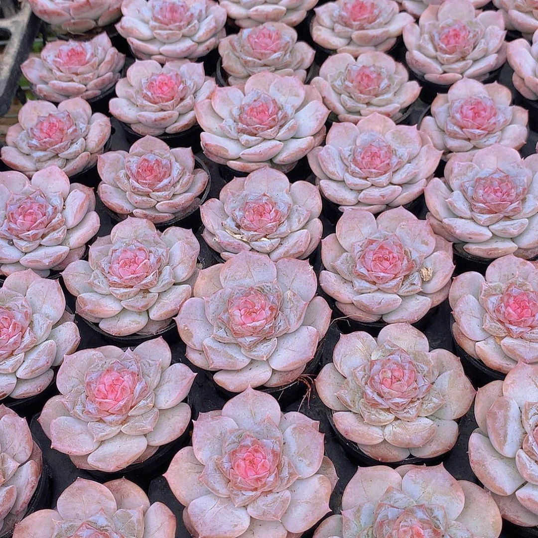 粉蜜34578999000000