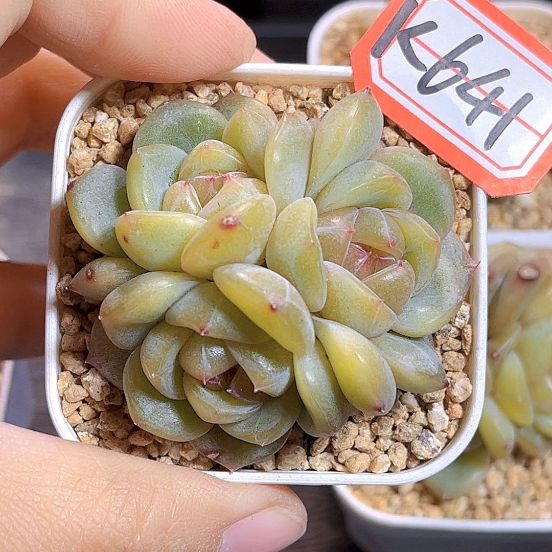 K641 3015   满18包邮