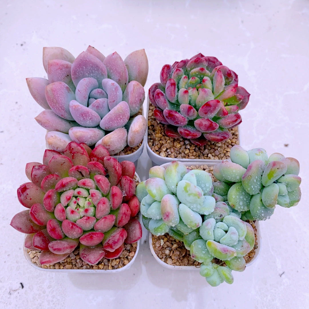 多肉植物组四奥普琳娜蓝苹果红宝石劳尔送盆土（6厘米左右）