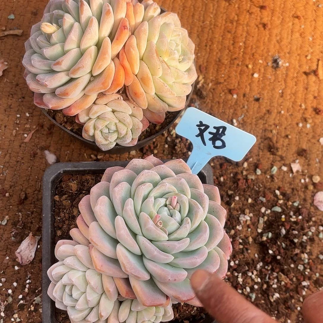 文君姐的两个冰玉好看