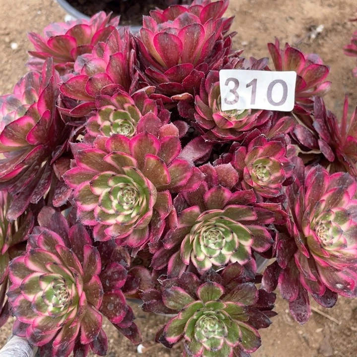 310多肉植物红金刚