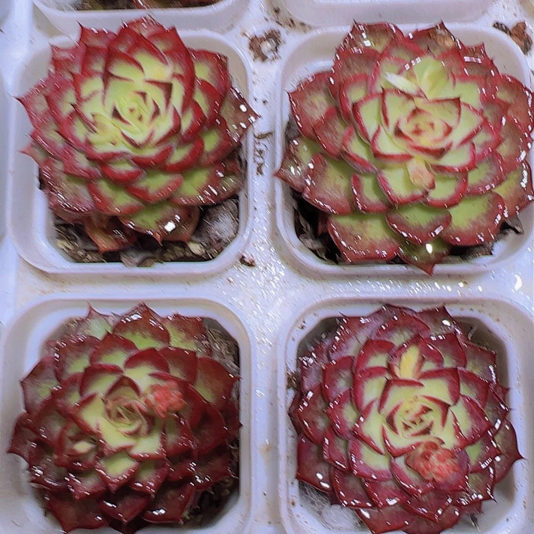 小鸟19包邮多肉植物