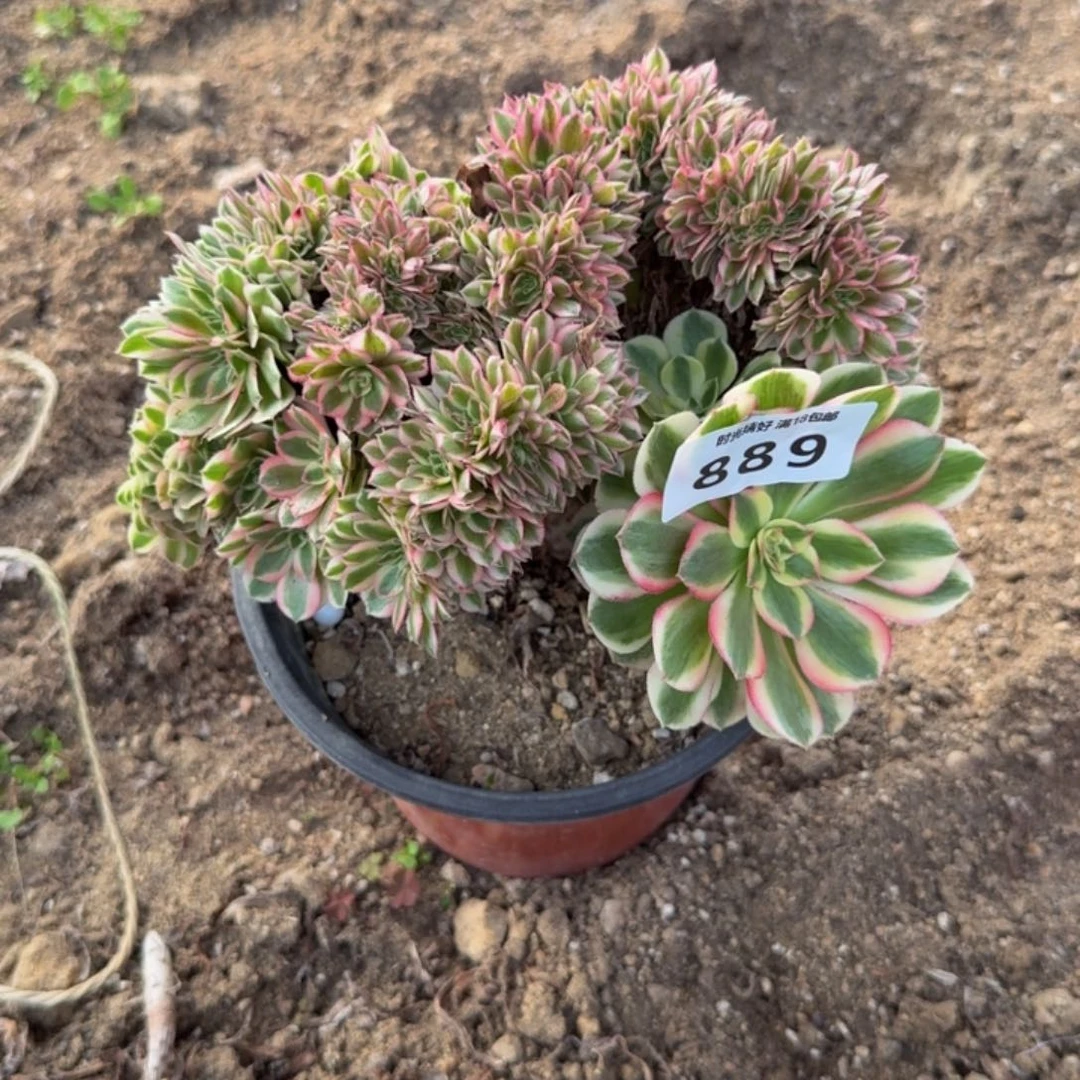 889缀化。多肉植物