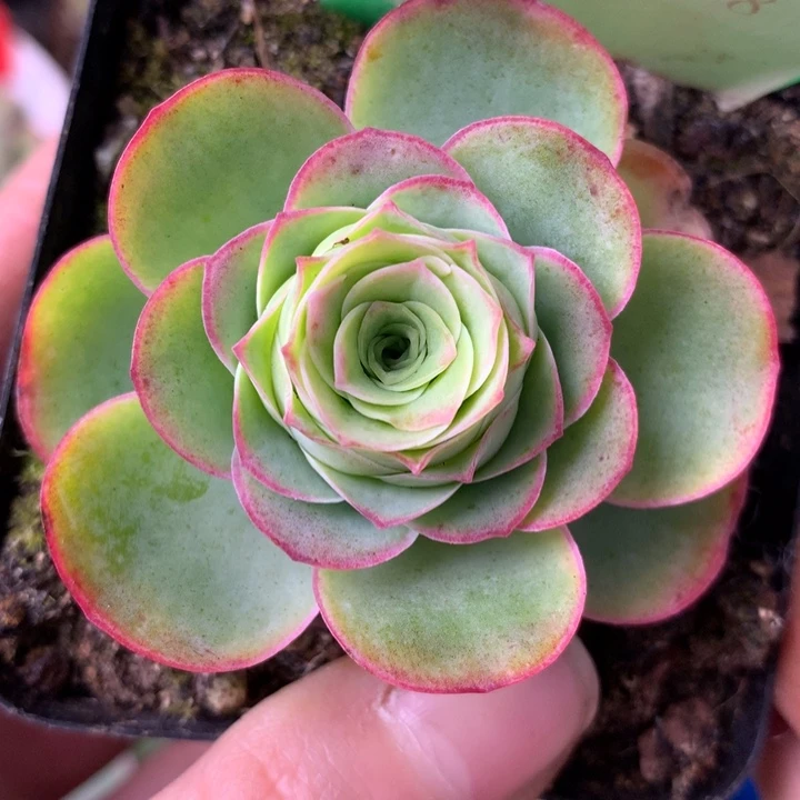 一物一拍鹿兜灵泽199