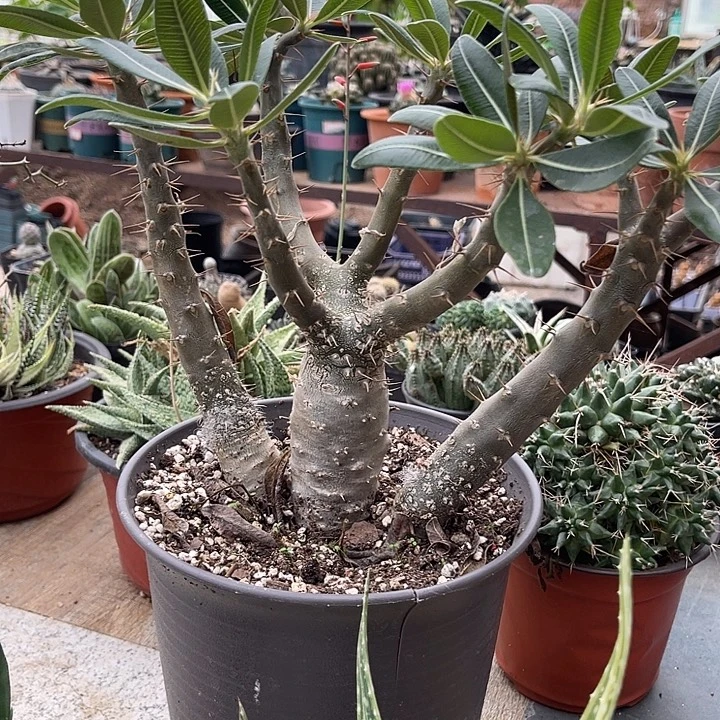 无花朵实生凯撒大帝一物一拍