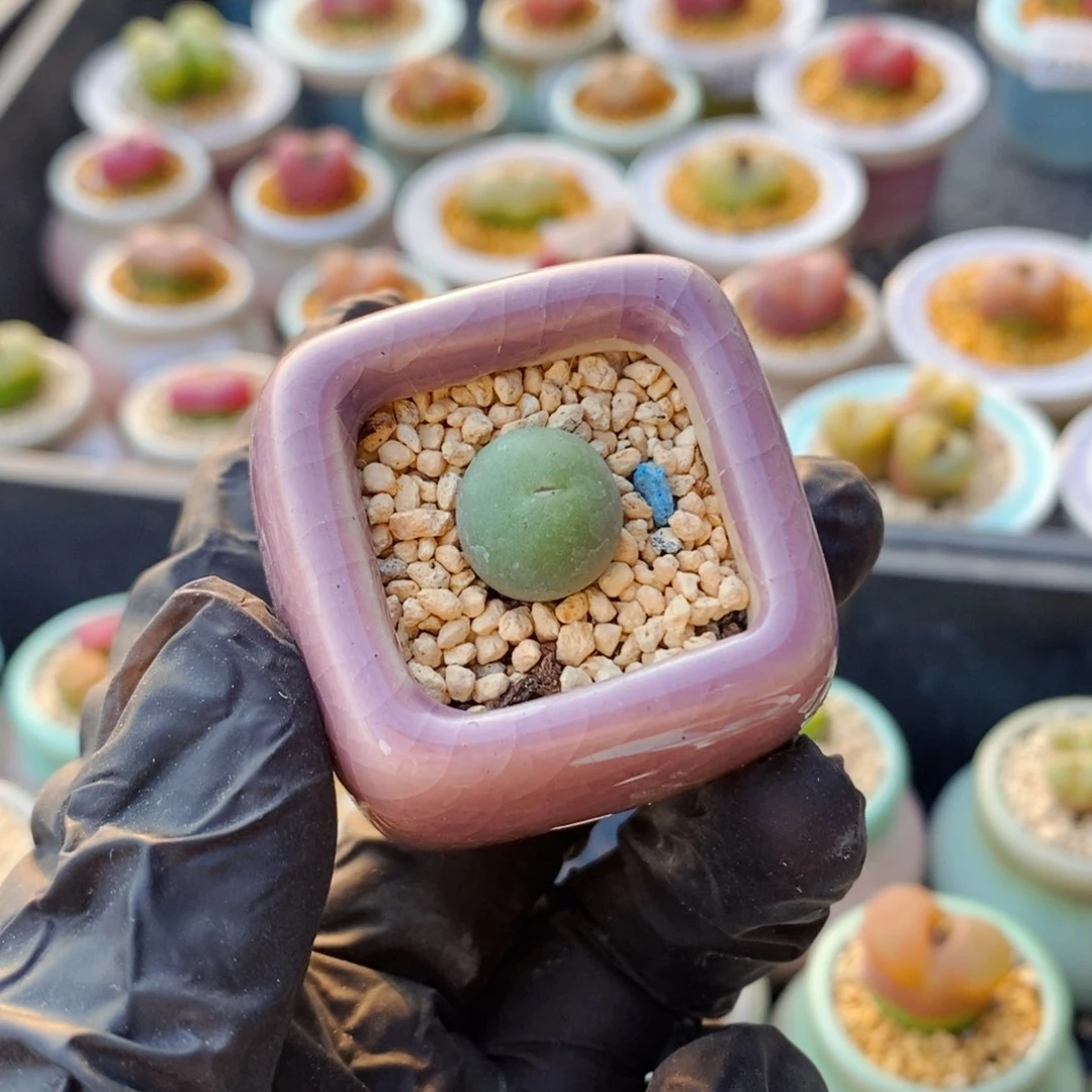 2*.4752--一物一拍 带盆