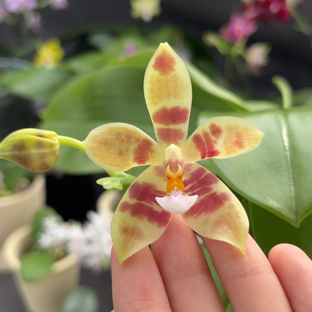 完全开放4寸21hb开花株