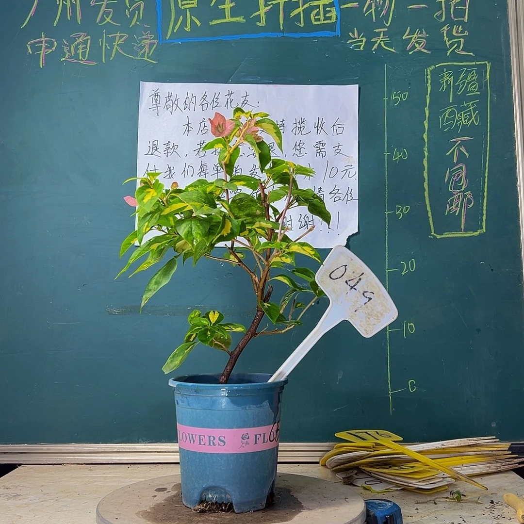 当前无花栽培后可以开花  金心橙白  049