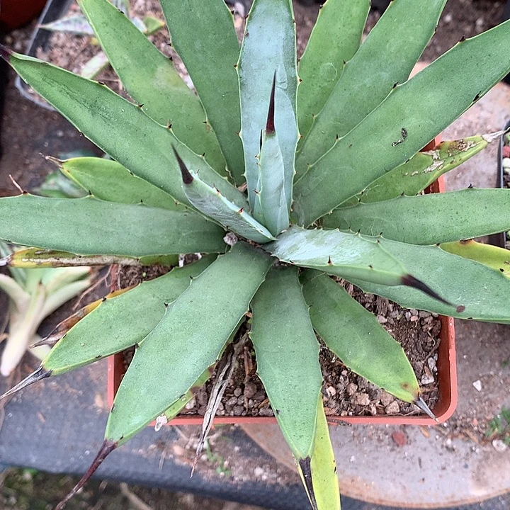 多肉植物龙舌兰兰机八荒殿