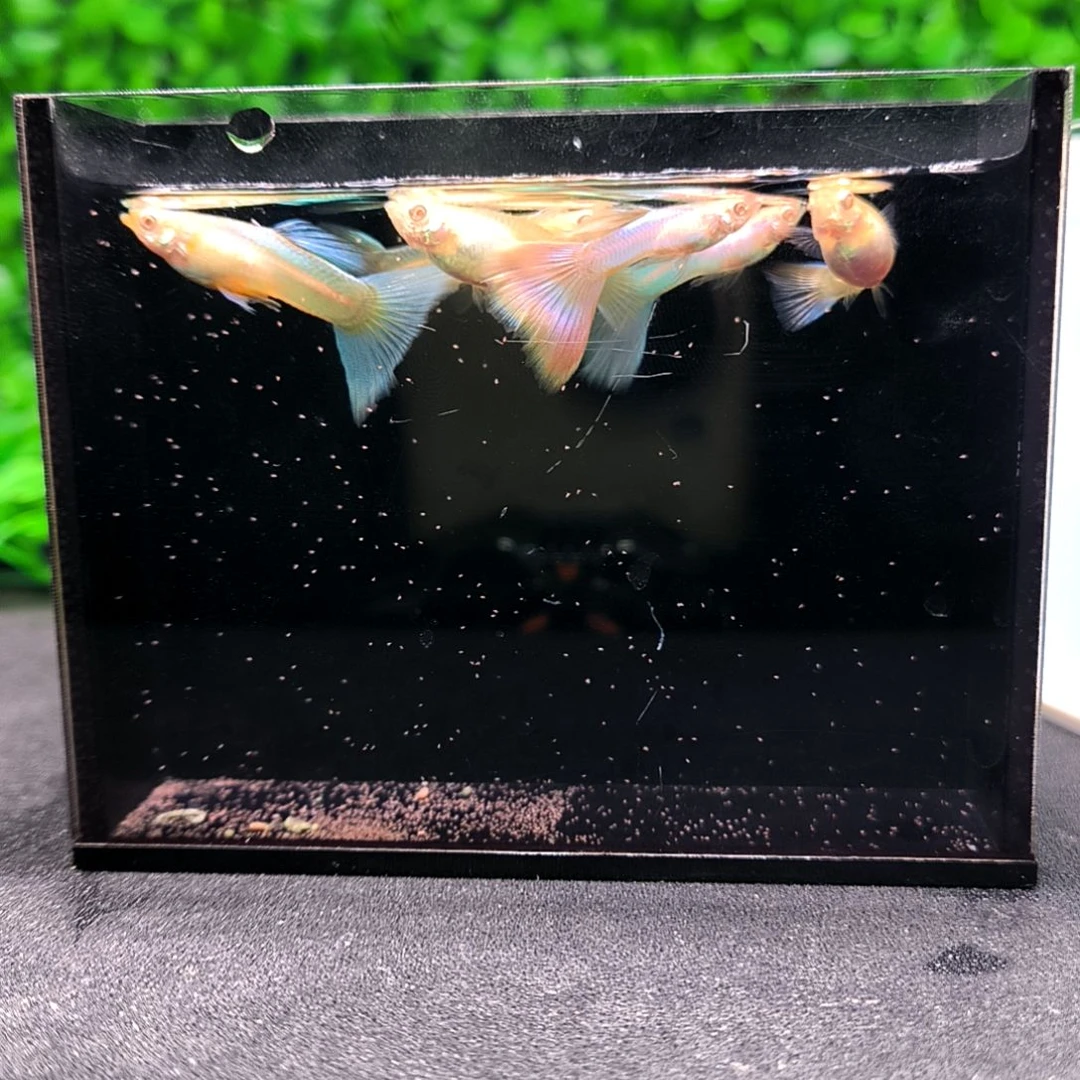 孔雀鱼极光幻彩，三公三母带胎代孕。