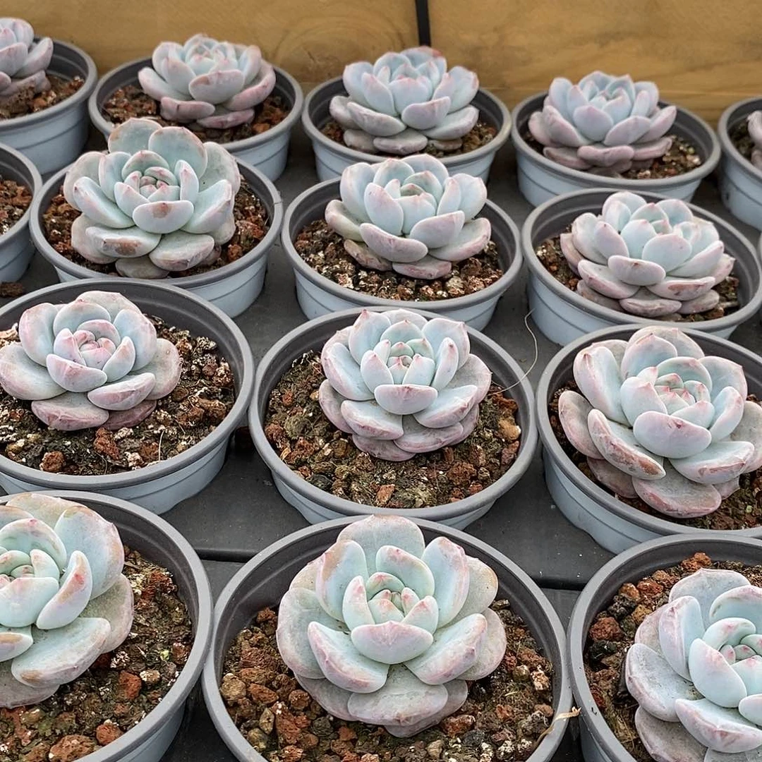 61蓝星单头 福利多多