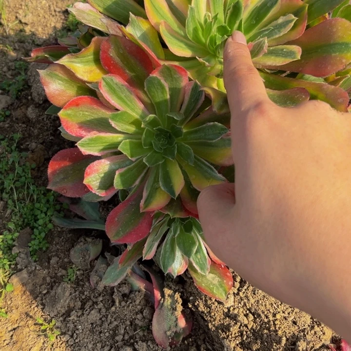 62多肉植物一物一拍