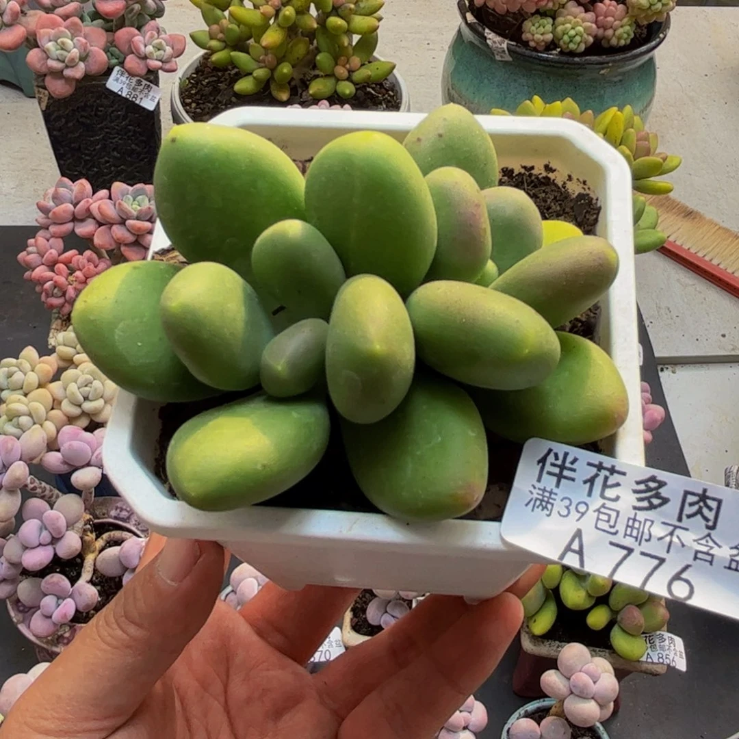 776芒果奶苗7cm多肉