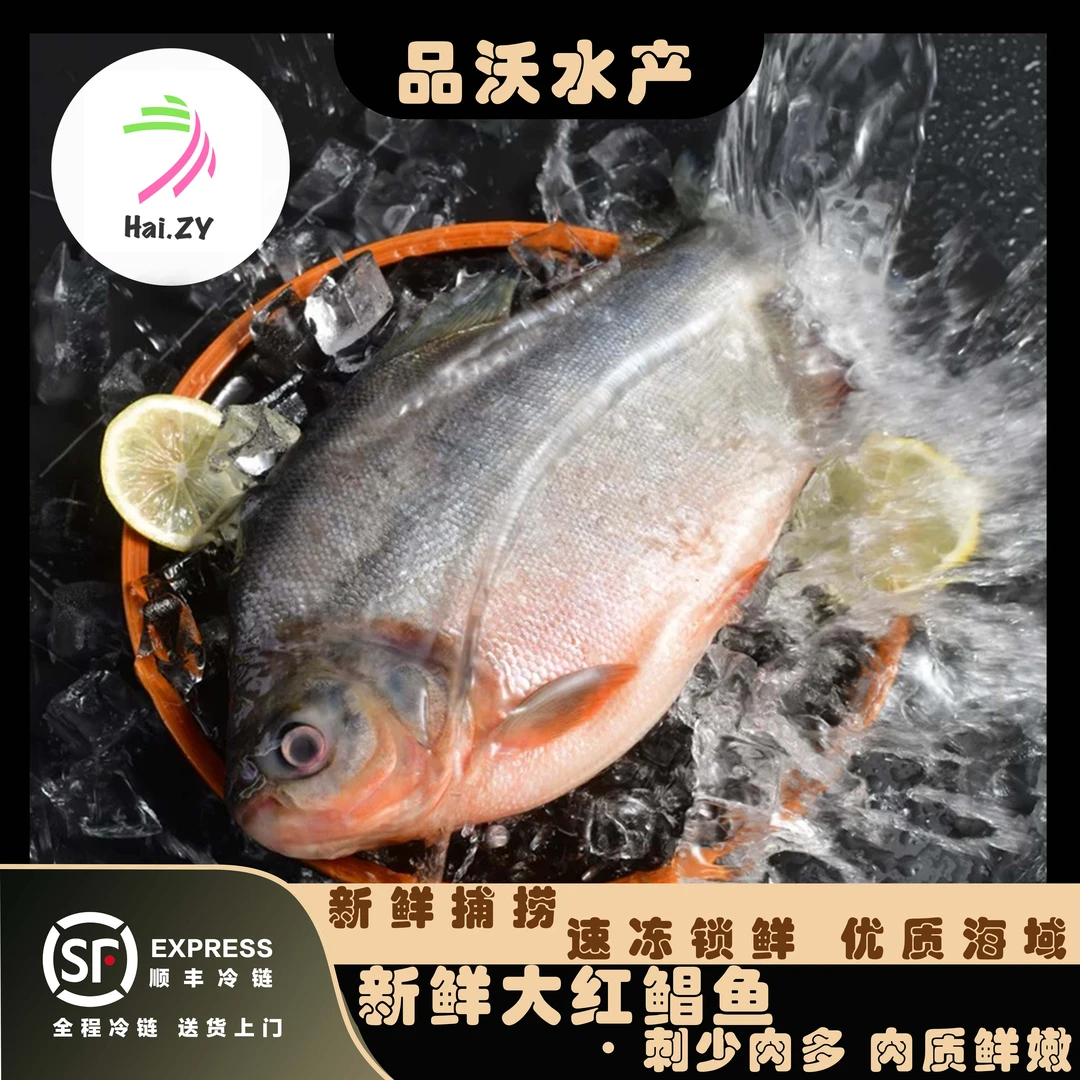 【顺丰冷链】1鲜活速冻大鲳鱼 无冰特大号红鲳鱼  刺少 600-750g/条