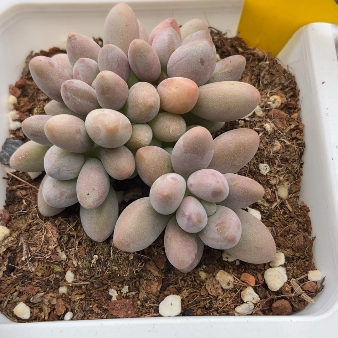 620粉色恋人多肉植物