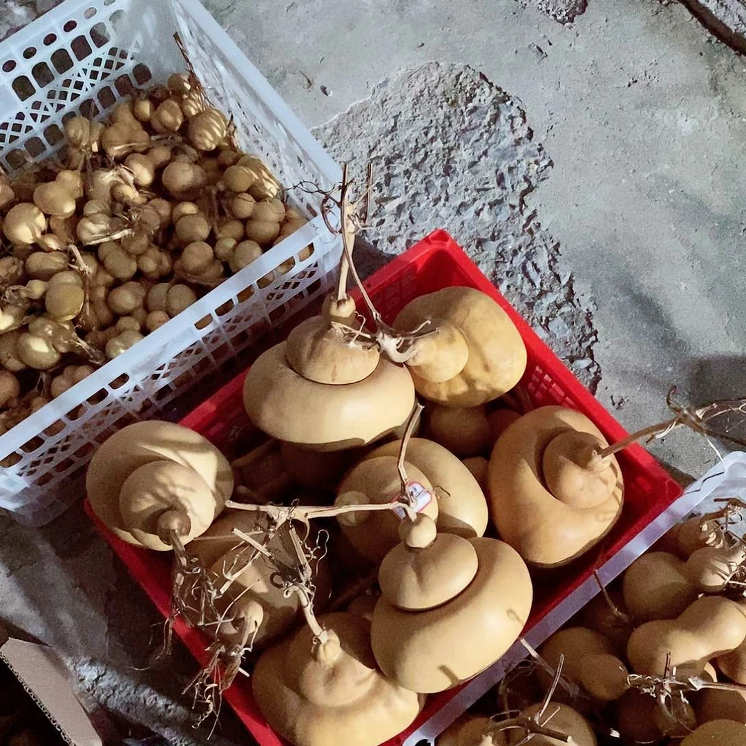 【闪购商品】Sass’s