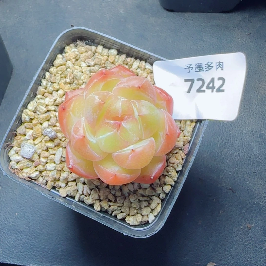 月牙珍妮，7242多肉植物