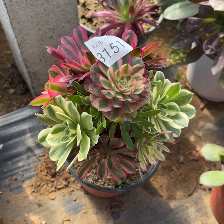 七彩树多肉法师3151