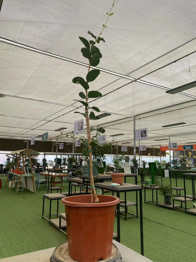 皇家宝珠重笔虎头粉苞耳叶风车等多品种茉莉花盆栽一物一拍