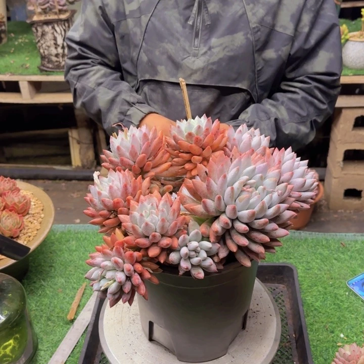 所罗门多肉植物00000001