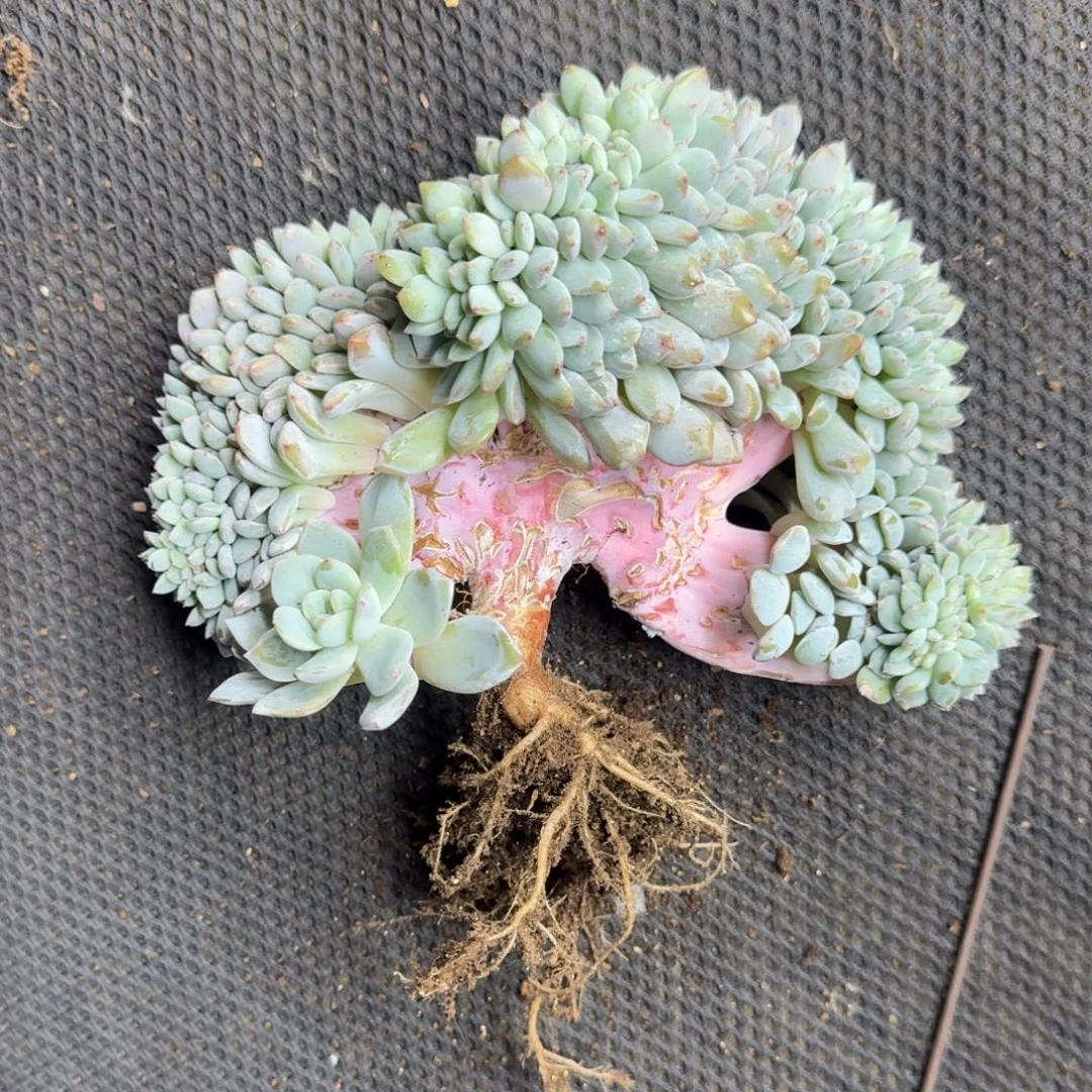 星影树缀无砍多肉