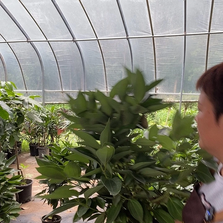 处理老桩平安树39的