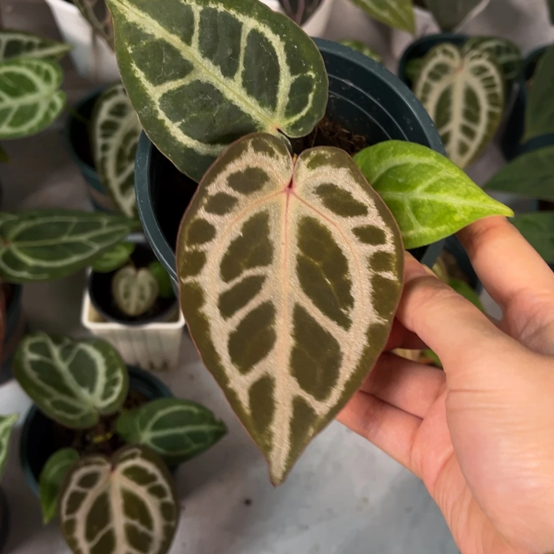 无花朵003 粉嫩甜心