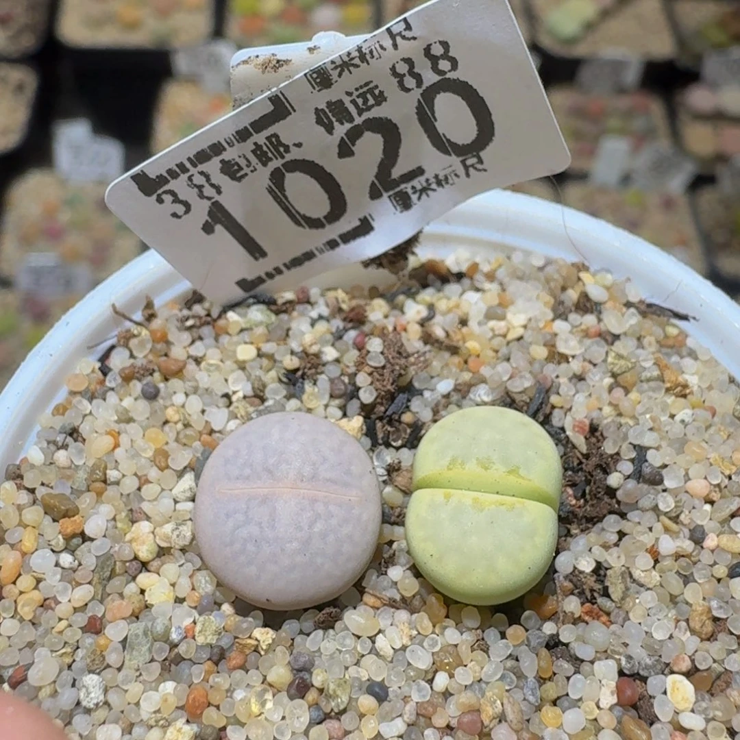 戴***3Ssss精品生石花1020