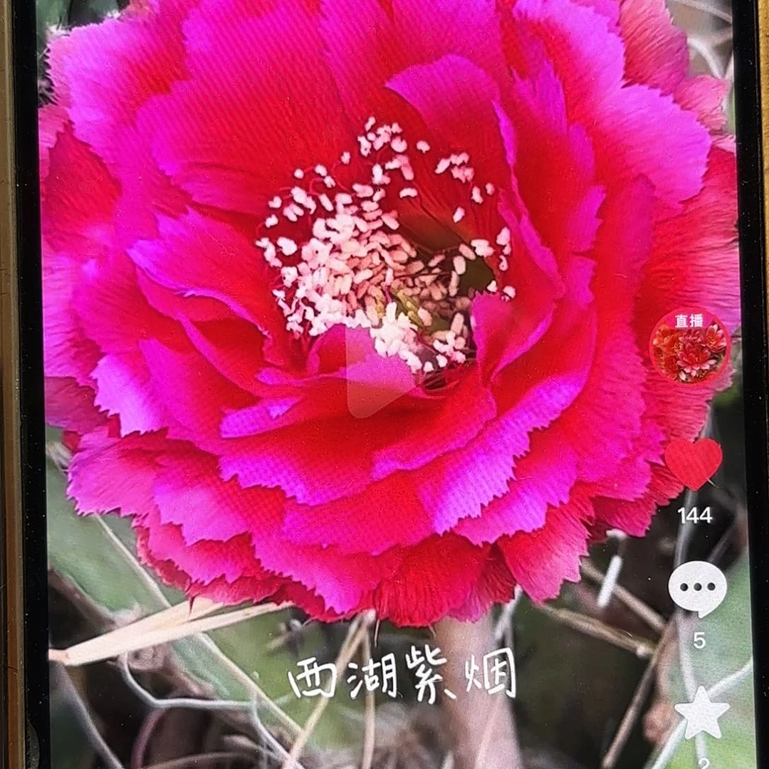 紫烟彩侧牙20包邮27