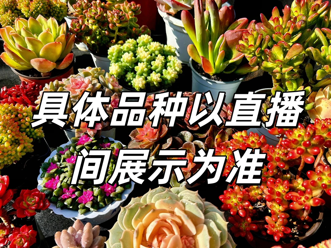 箱拍链接 多肉盆栽植物 综合链接 找对应编号拍【盆，土不售后】
