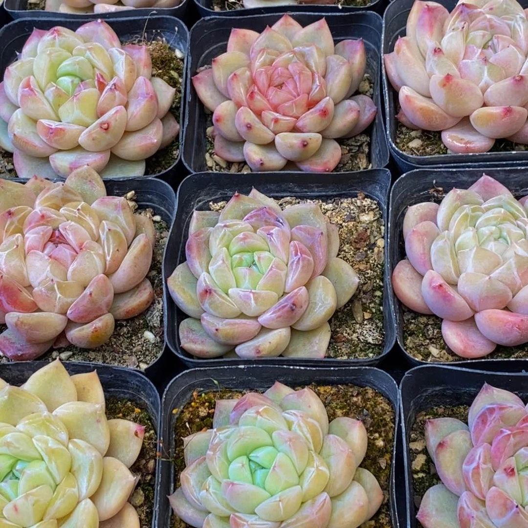 559大任务完成了任务