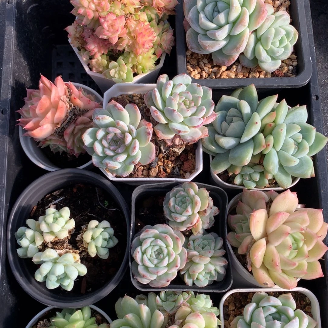 1113-68 套餐一组