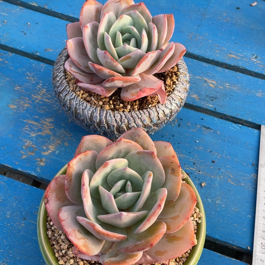 两颗老桩抹茶单头