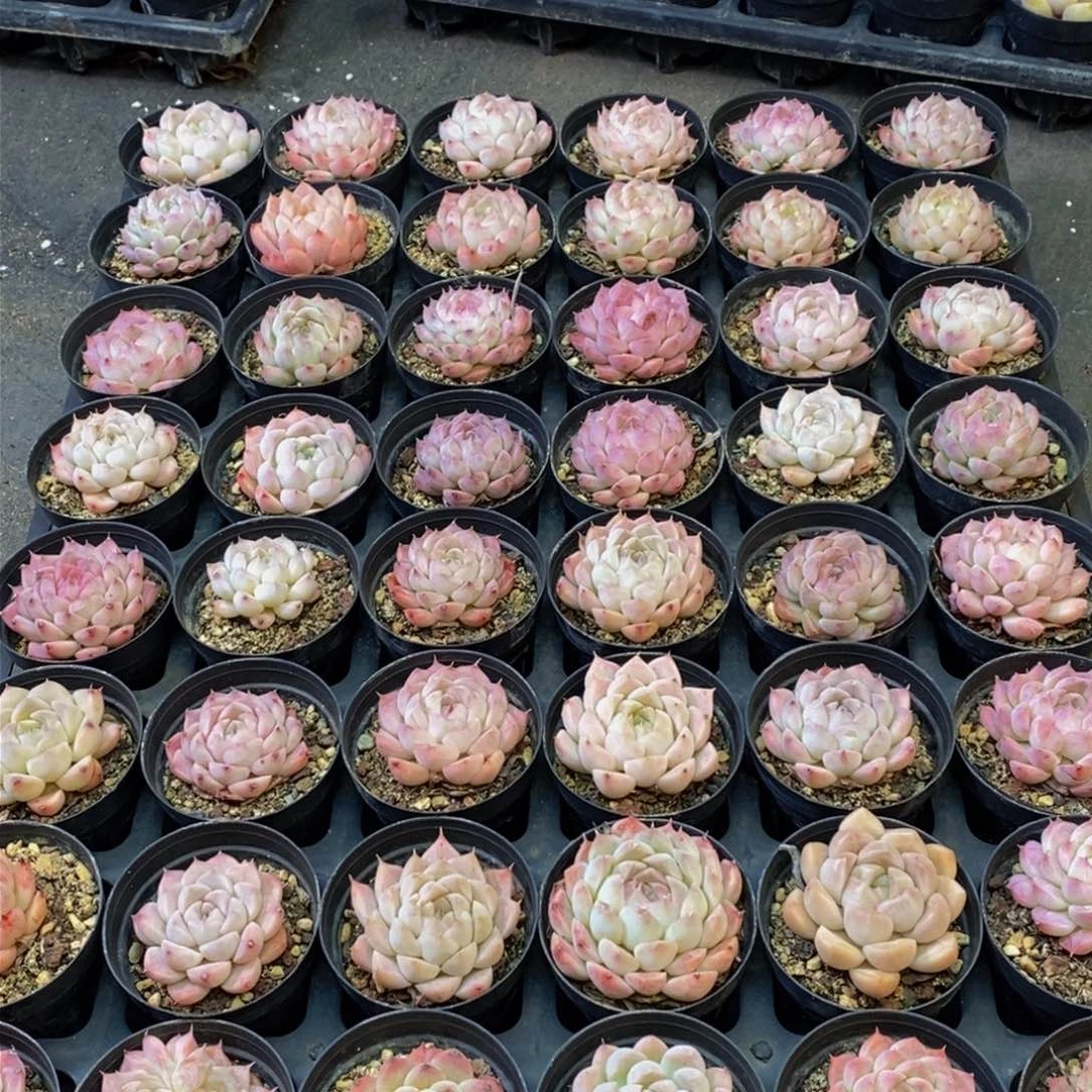 593多肉植物保护研究所所长