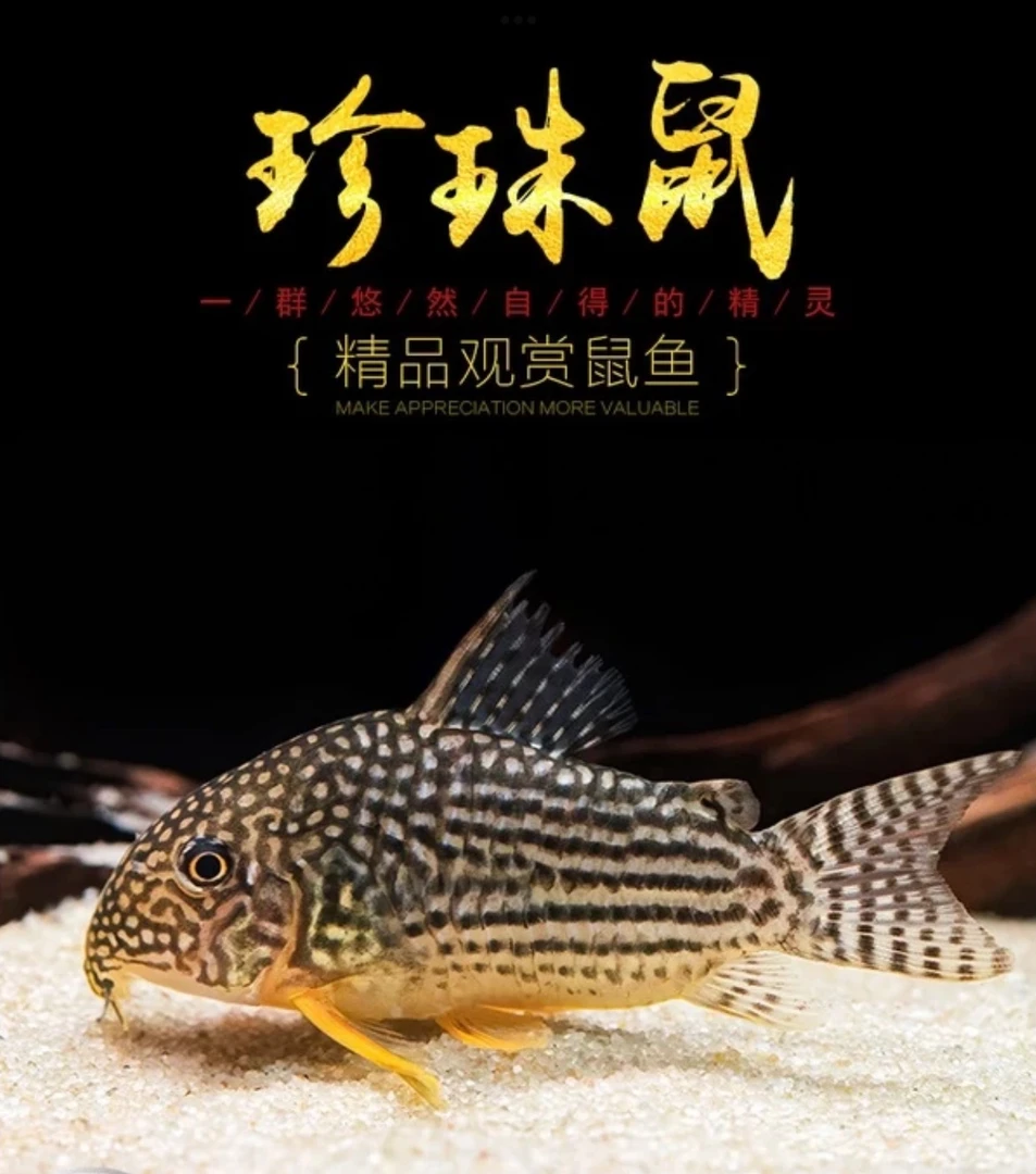 【老吴精选好物】黄翅珍珠鼠鱼