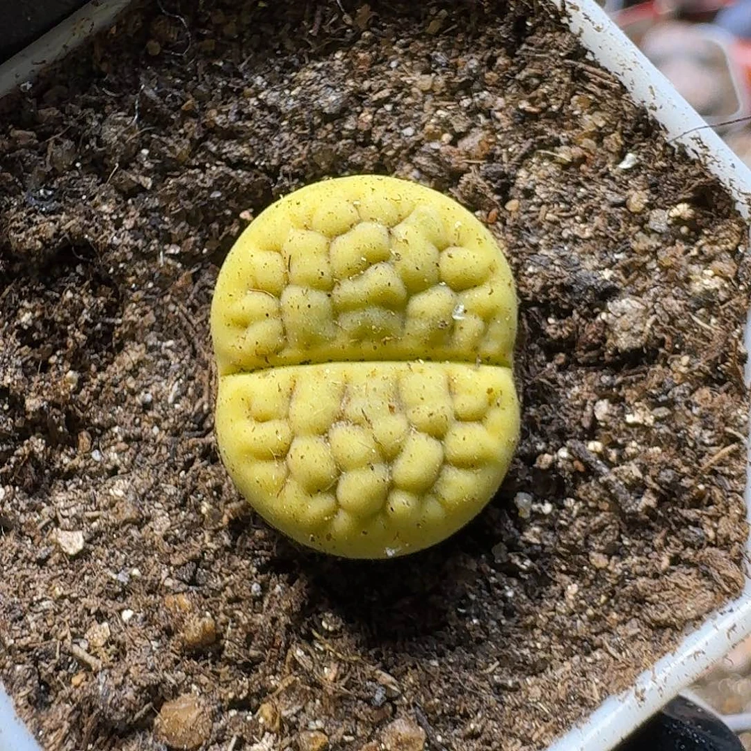 生石花23:：：。  20号