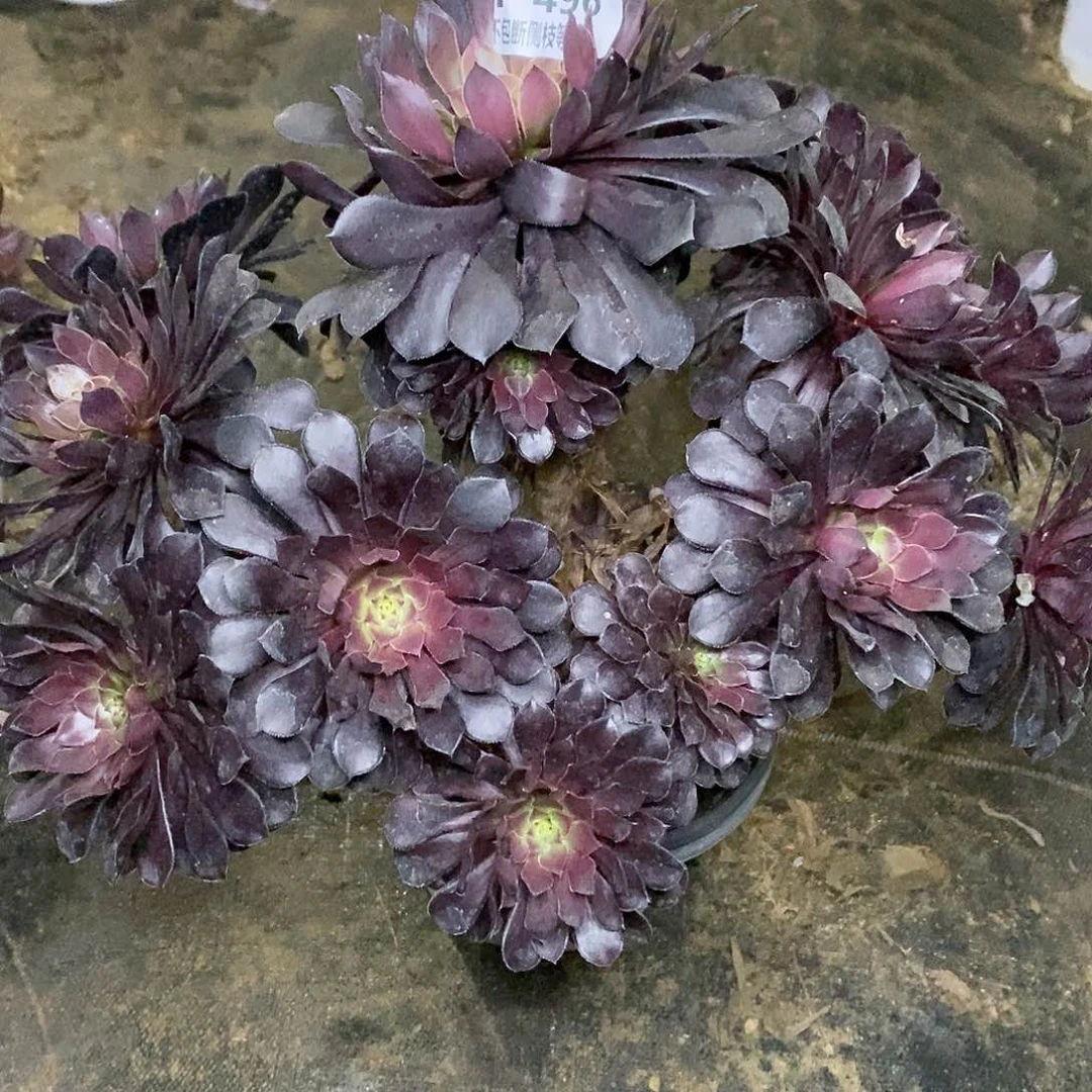 496黑铜壶多肉法师有断枝