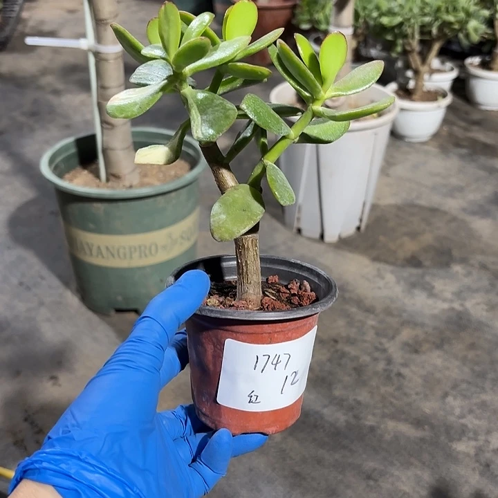 红***当前无花栽培后可以开花韩国紫叶12